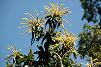 Castanea sativa